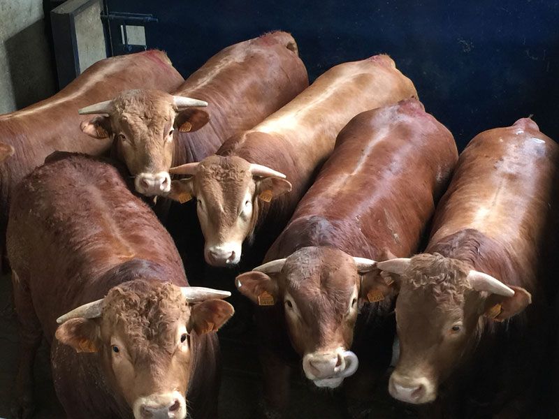 Matadero Frigorífico Montes de Toledo S.C.L. galería carne de vacuno 7