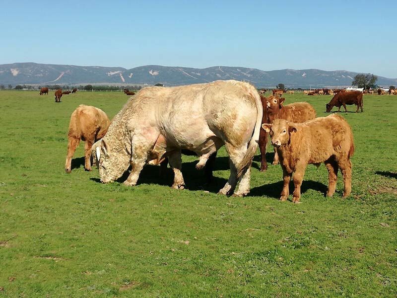 Matadero Frigorífico Montes de Toledo S.C.L. galería carne de vacuno 2